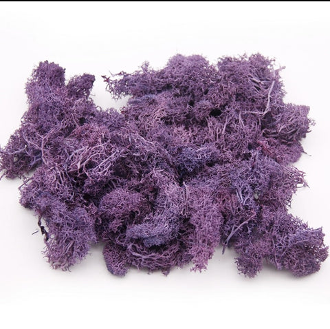 Purple Sea Moss